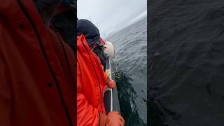 Just for the halibut halibut niceone sitka fishing sitkaalaska outdoors [upl. by Atekihs]