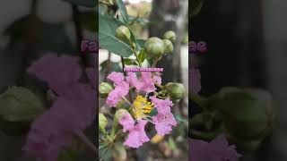 Sakura Prunus sp onlineclasses studyvlog sakura flowers viralvideo [upl. by Thompson969]