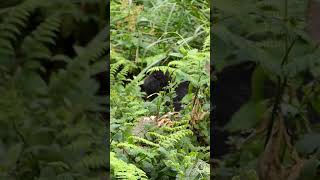 Gorilla Akariza Climbs Down A Tree With Her Infant  Dian Fossey Gorilla Fund [upl. by Aenil]