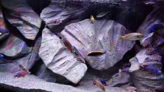 How to get your African cichlid to grow extremely fast Galaxy Note 7 [upl. by Theressa]