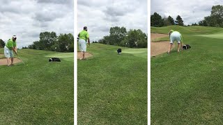 Dog Fetches Golf Ball Back For Owner [upl. by Boony]