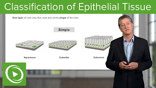 Classification of Epithelial Tissue – Histology  Lecturio [upl. by Partan380]