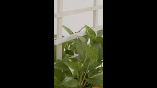 DIY Plant Trellis [upl. by Onivla]