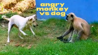 angry monkey vs dog [upl. by Geoff801]