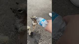 Thirsty Squirrel Begs For Water From Human 💧💦shorts [upl. by Lebazi]