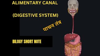 Digestive system Alimentary canal in 3D How food digest Stage of food processing [upl. by Yllah]