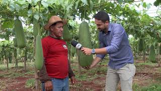 Agricultor troca produção de uva por bucha em Marialva [upl. by Anifur890]