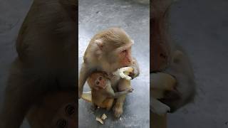 monkey eating bread bandar monkey monkeyvideo [upl. by Ketty]