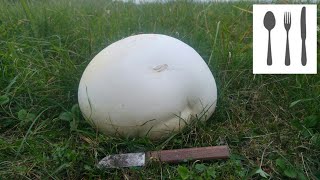 Czasznica olbrzymia Calvatia gigantea [upl. by Boyce783]