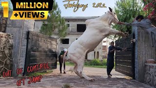 Rassi Tor De Weray Ne 😲  My Eid Ul Adha Vlog Day 01  Dangerous Cow Qurbani 2022  JNTV [upl. by Tuckie]