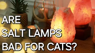 DO SALT SALT LAMPS BAD FOR CATS 🐈 [upl. by Imhskal]