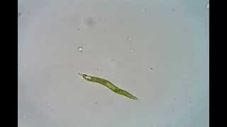 Lepocinclis acus Euglena acus [upl. by Peltz]