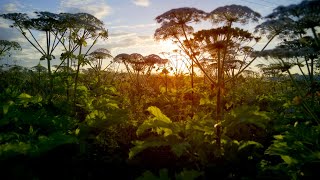 Giant Hogweed Video  Invasive Non Native Species in UK [upl. by Giles247]