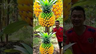 Survival Skills grafting Pineapple Fruit Banana fruit survival fruit banana Pineapple shorts [upl. by Nerhtak]