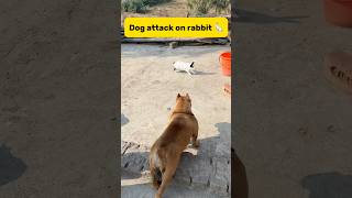 Dog attack on rabbit 🐇 minivlog petlover birds rabbit dog doglover kabutar pigeon [upl. by Nirek]