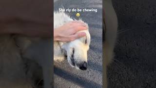 Dog ASMR😂😭 [upl. by Bowlds440]