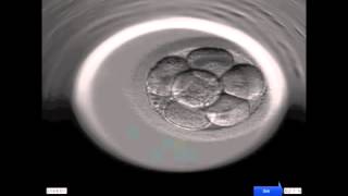 Entwicklung eines menschlichen Embryos [upl. by Schaab]