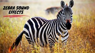 Zebra Sounds Zebra Sound Effect Animal Sounds Zebra Popular Sound Effects Sound of Zebra [upl. by Gaskin661]