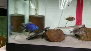 Copadichromis azureus [upl. by Aihgn]