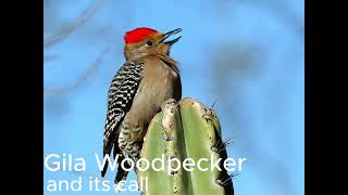 The Gila Woodpecker and its call [upl. by Tybald]