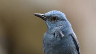 Blue Rock Thrush male calls [upl. by Nosirrag906]