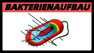 Aufbau der BAKTERIENZELLE  Struktur und Bau der Bakterien Prokaryoten einfach [upl. by Enomrej]