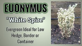 How To Grow Euonymus quotWhite Spirequot Advice You Need To Know [upl. by Healion]