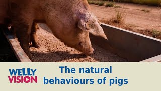 Pigs Part 2 The Natural Behaviours of Pigs  Welly Vision [upl. by Sirtimed]