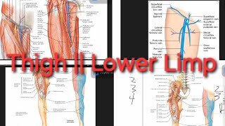 Femoral NerveArteryVein Profunda femoris Artery  Saphenous Nerve  Lower Limp [upl. by Hanoy]