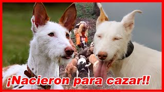 Top 10 de los REYES DE LA CAZA MAYOR y menor – EL PODENCO [upl. by Satterfield585]