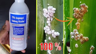 10 EASY WAYS TO TREAT MEALYBUGS AND APHIDS ON PLANTS [upl. by Vrablik]