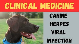 Canine Herpes Viral Infection [upl. by Ostap]