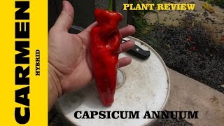 ⟹ Carmen Pepper  Capsicum annuum [upl. by Faro]