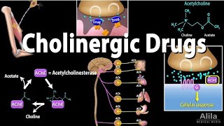 cholinergic drugs muscarinic and nicotinic receptors part 2  pharmacology lectures in urdu hindi [upl. by Nagah]