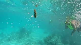 Snorkelling In Bonaire  November 2024 [upl. by Kuehn]