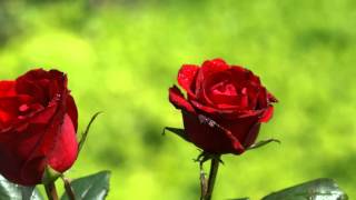 Phool Jaisi Muskaan Full Song HD  Taqdeerwala [upl. by Hindorff699]