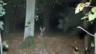 Backyard ultra 2024 deer  олень [upl. by Cerf963]