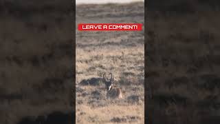 Pronghorn VS 65 PRC Perfect Shot [upl. by Eignav606]