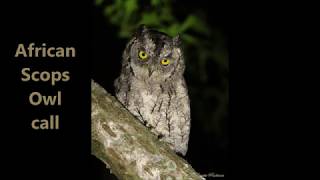 African Scops Owl calls [upl. by Wickman]