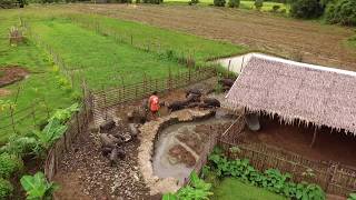 Permaculture Pigs Free Range Wet Tropics [upl. by Odlareg]