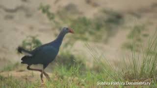 Greyheaded Swamphen Porphyrio poliocephalus [upl. by Anivahs]