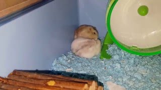 Dwarf Hamster Play Fighting [upl. by Schulein]