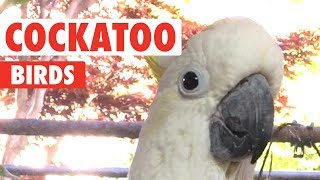 Funny Cockatoo Bird Videos Thatll Make You Chuckle  The Pet Collective [upl. by Llennol]