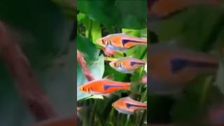 espei fish rasbora fishtank aquarium aquariumfish youtubeshorts shortvideo shorts clip fr [upl. by Romeo71]