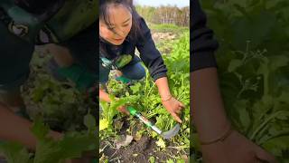 Green amp Fresh Vegetables Harvesting from Farm by Rural Farmer shorts youtubeshorts [upl. by Hana966]