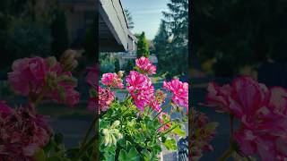 Pelargonium pelargonium flowers flower [upl. by Sugden576]