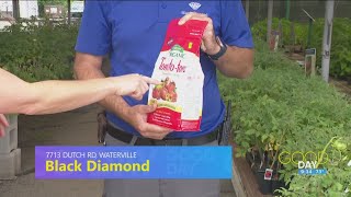 Plant doctor How to keep your garden healthy  Good Day on WTOL 11 [upl. by Relyt560]