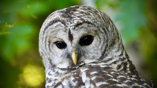 BARRED OWL SHOWCASE [upl. by Ttergram241]