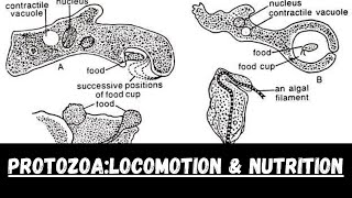 Protozoa Locomotion And NutritionBscMscSecondary [upl. by Aylmar]