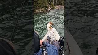 Hobie Outback Kayak Very Stable Kayak TROUT FISHING IN THE DITCH kayakfishing trout troutfishing [upl. by Coplin]